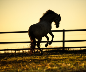 Über uns_ Pegasus_ (4)