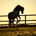 silhouette horse at sunset