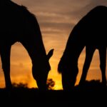 Silhouette of two horses at sunset